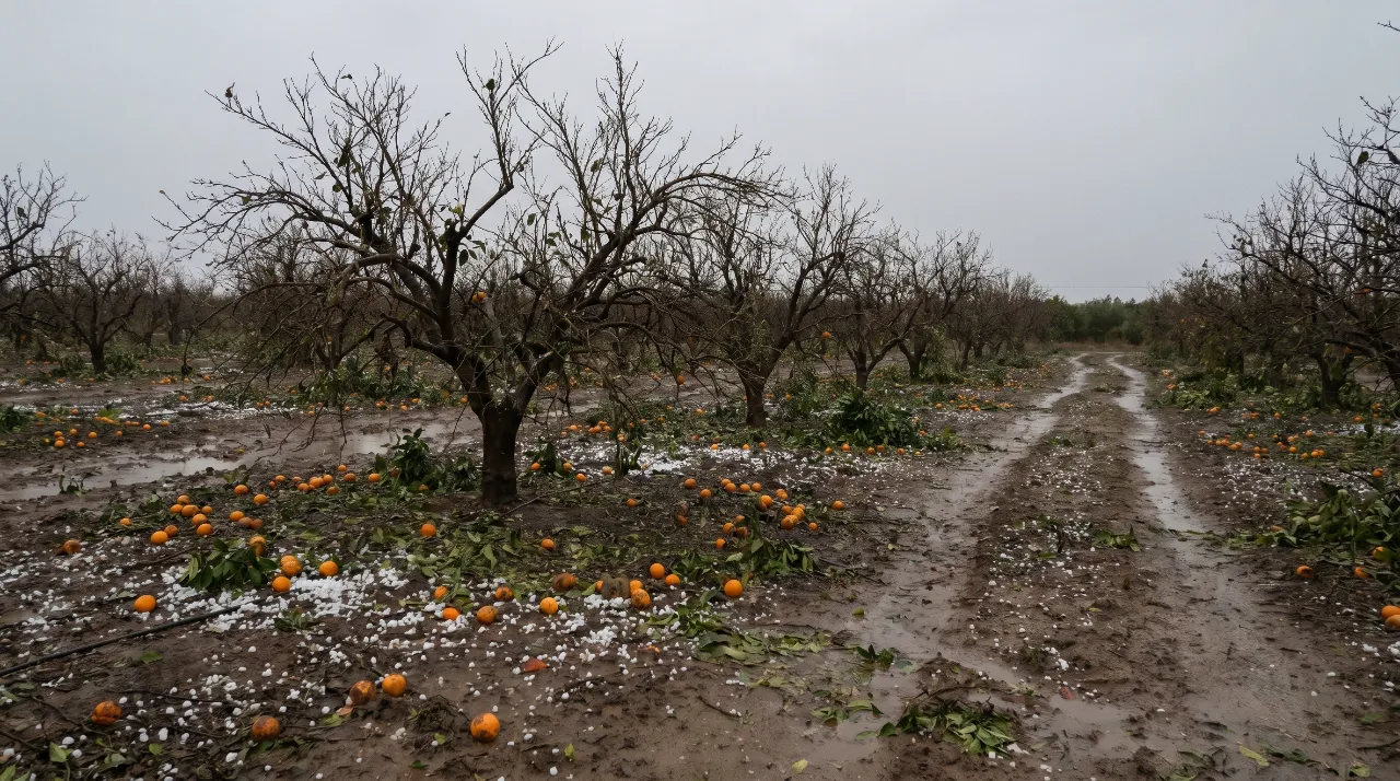 Reclamar Daños en Cultivos a Agroseguro DANA | Torres Ballester