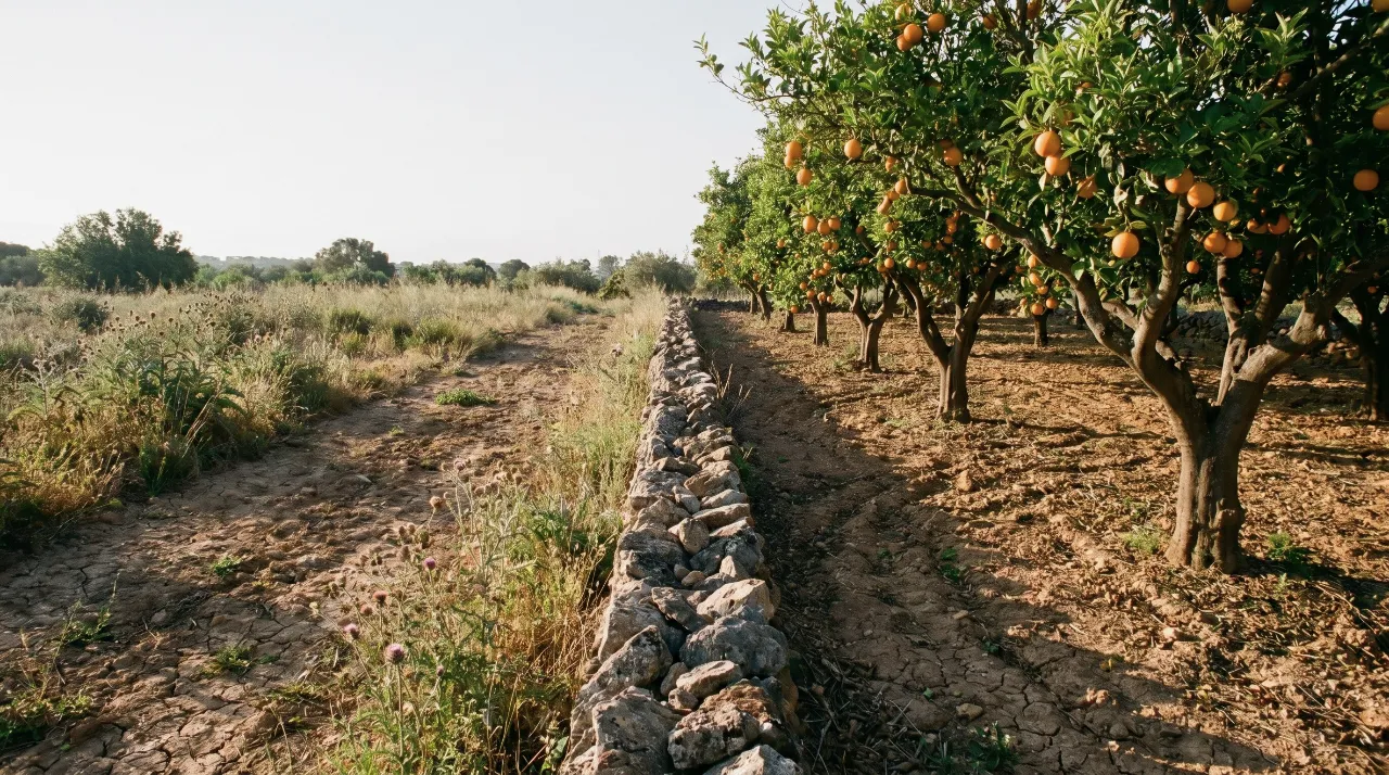 Tasación Pericial Contradictoria Hacienda | Torres Ballester
